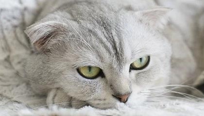 《24小时双击业务与自助服务日报：快手网红商城动态更新》