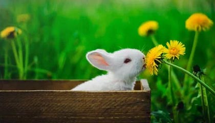 揭秘！24小时自助下单平台，如何轻松获取快手真实粉丝？